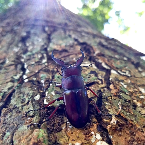 クワガタ写真 9
